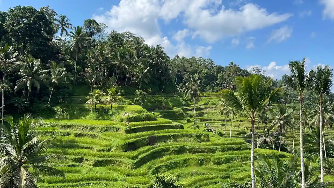 The Tegalalang rice terraces near Ubud, Bali